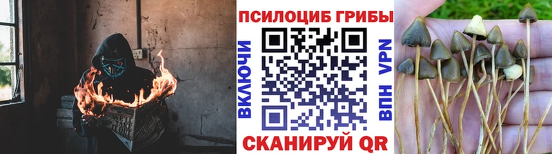 мориарти формула  купить  цена  Бирск  Галлюциногенные грибы Cubensis 